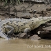crocodile_american_tar_h_1446_cos2448.jpg